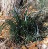 Fichero: Chamaerops humilis.jpg
Tamaño: 106KB
Dimensiones: 447x457
Fecha de alta: 08 de Ago de 2006 Chamaerops humilis.jpg