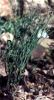 Fichero: Ephedra fragilis Efedra.jpg
Tamaño: 45KB
Dimensiones: 276x503
Fecha de alta: 08 de Ago de 2006 Ephedra fragilis Efedra.jpg