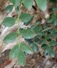 Fichero: Fraxinus ornus, Orno.jpg
Tamaño: 469KB
Dimensiones: 1208x1439
Fecha de alta: 07 de Ago de 2006 Fraxinus ornus, Orno.jpg
