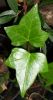 Fichero: Hedera helix Hiedra.jpg
Tamaño: 293KB
Dimensiones: 756x1425
Fecha de alta: 07 de Ago de 2006 Hedera helix Hiedra.jpg
