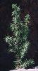 Fichero: Juniperus communis Enebro.jpg
Tamaño: 42KB
Dimensiones: 256x466
Fecha de alta: 07 de Ago de 2006 Juniperus communis Enebro.jpg