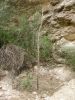 Fichero: Ligustrum con durillo.jpg
Tamaño: 800KB
Dimensiones: 750x1000
Fecha de alta: 31 de Mar de 2008 Ligustrum con durillo.jpg