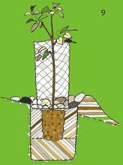 ¿Cómo debe quedar el plantón y el alcorque al final de la plantación?
